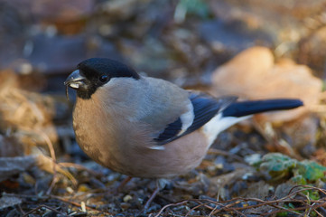 Bird - Eurasian bullfinch sitting on the ground covered with sunflower seeds in the winter forest on the background of bushes.