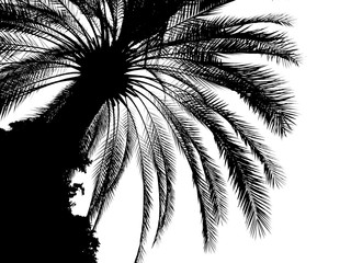 palm tree silhouette on white background