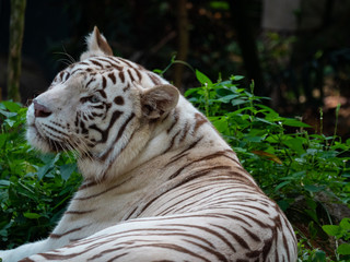 White Siberian Tiger in Captivity