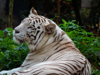 White Siberian Tiger in Captivity
