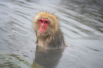Snow monkey sitting in the hot spring looking with innocent eyes and relaxing in the winter time in Japan