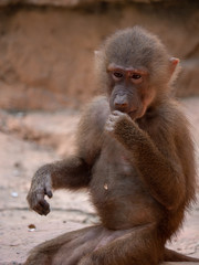 Hamadryas Baboon Old World Monkey