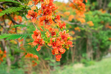 Blossom Royal Poinciana or Flamboyant (Delonix regia) flowers