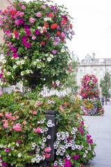 Ornamental Street Flowers - Dublin Ireland