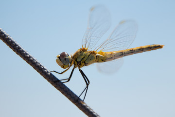 Dragonfly sits on the rope. Photo close up. Krasnodar region. Russia.