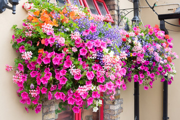 Ornamental Street Flowers - Dublin Ireland