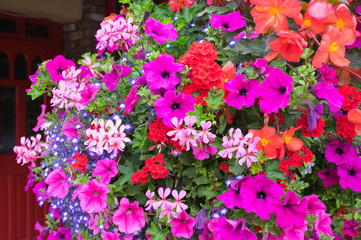 Obraz premium Ornamental Street Flowers - Dublin Ireland