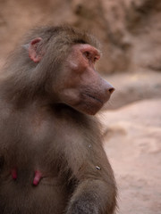 Hamadryas Baboon Old World Monkey