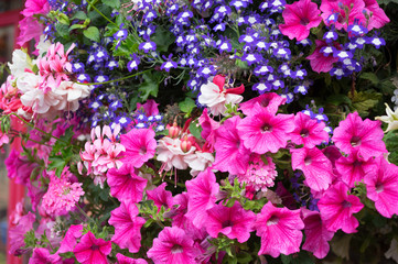 Ornamental Street Flowers - Dublin Ireland