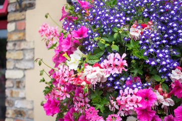 Obraz premium Ornamental Street Flowers - Dublin Ireland