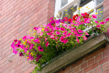 Fototapeta na wymiar Ornamental Street Flowers - Dublin Ireland