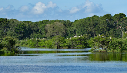 Many young storks roosting on and island