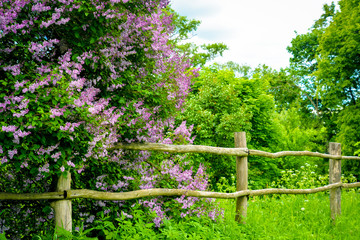 Flowering lilac with old wooden fence. Beautiful summer landscape for posters, prints, calendars, design. Wild nature, summertime. Forest, trees, garden, meadow. Blossoming fuchsia, purple flowers
