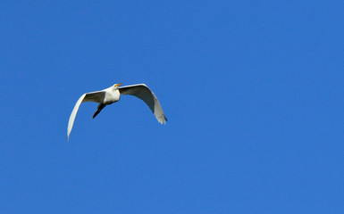 One Great egret flying with a blue sky as background