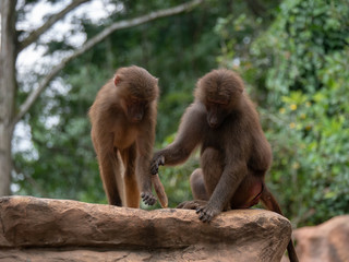 Hamadryas Baboon Old World Monkey