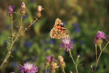 Hiking Trail in Müritz National Park along the butterfly sign, a beautiful thistle butterfly, Entrance Federow, Germany