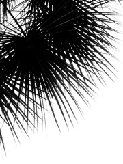 palm leaf silhouette on white background