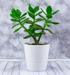 Green houseplant Crassula money tree plant in a white pot on a wooden background