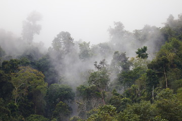 Nebel Wald 1