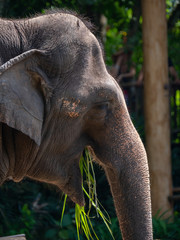 Fototapeta premium Female Asian Elephant in captivity