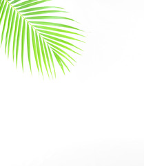Fototapeta na wymiar Summer and Spring tropical palm leaf branches isolated on white background with a blank space for text. Travel vacation concept. Summer background. Road frame set. Flat lay, top view.