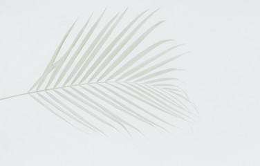 Tropical palm leaf branches on grey subtle background with empty space for text, The art for wallpaper and backdrop for interior design.