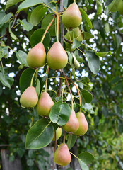 sweet ripe pears ripened on a tree in the garden