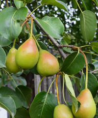 sweet ripe pears ripened on a tree in the garden