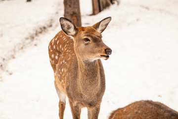 Deer in the winter woods. Farm with deer.