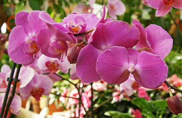 Fleurs Orchidées