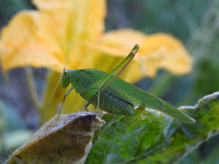 grasshopper on leaf