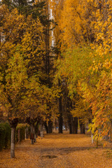 Fototapeta premium Colorful scene view of autumn in Esquel, Patagonia, Argentina