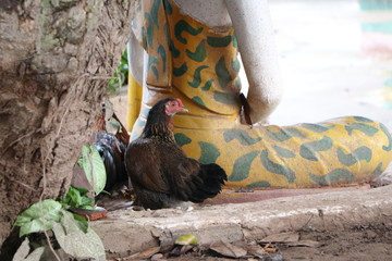 Huhn bei Statue