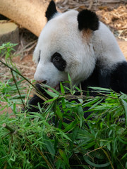  Giant Panda Bear in captivity 