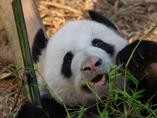 Fototapeta premium Giant Panda Bear in captivity 