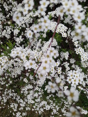 White flowers