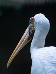 Painted Stork in South East Asia