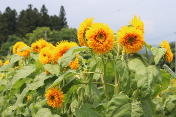 ひまわりの咲く頃