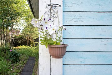Petunia flowers in hanging pot on the wall of a wooden house. White flowers in the garden.
