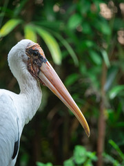 Painted Stork in South East Asia