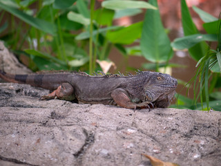 Large Green Iguana Lizard resting