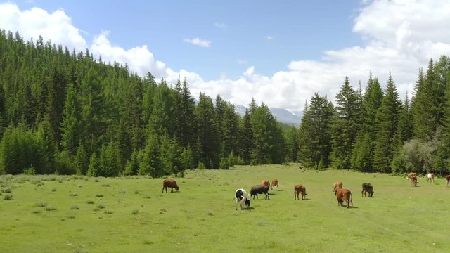 Aerial - Picturesque Alpine landscape in spring with cows on pasture beautiful view.