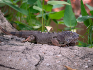 Large Green Iguana Lizard resting
