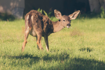 deer