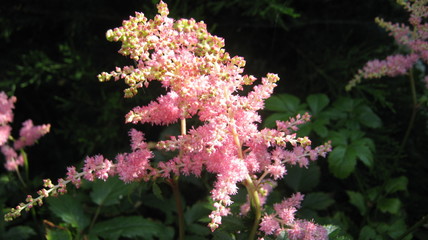 flowers in the garden