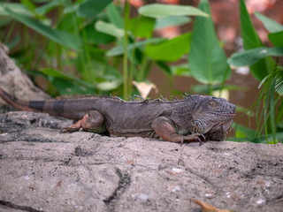 Large Green Iguana Lizard resting