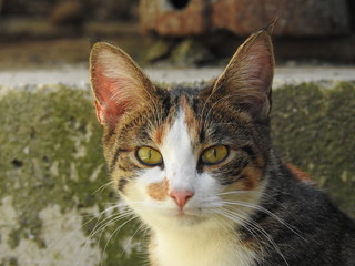 cat with green eyes