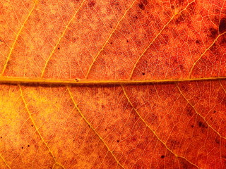colorful autumn leaf texture, leaf of Bengal Almond (Terminalia catappa L.)