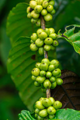 Fresh green coffee beans on Branch of a Coffee Tree