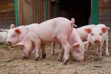 Small piglets in organic rural farm agricultural industry walking outdoors